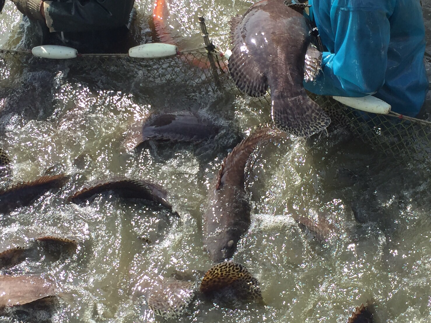Grouper 5
