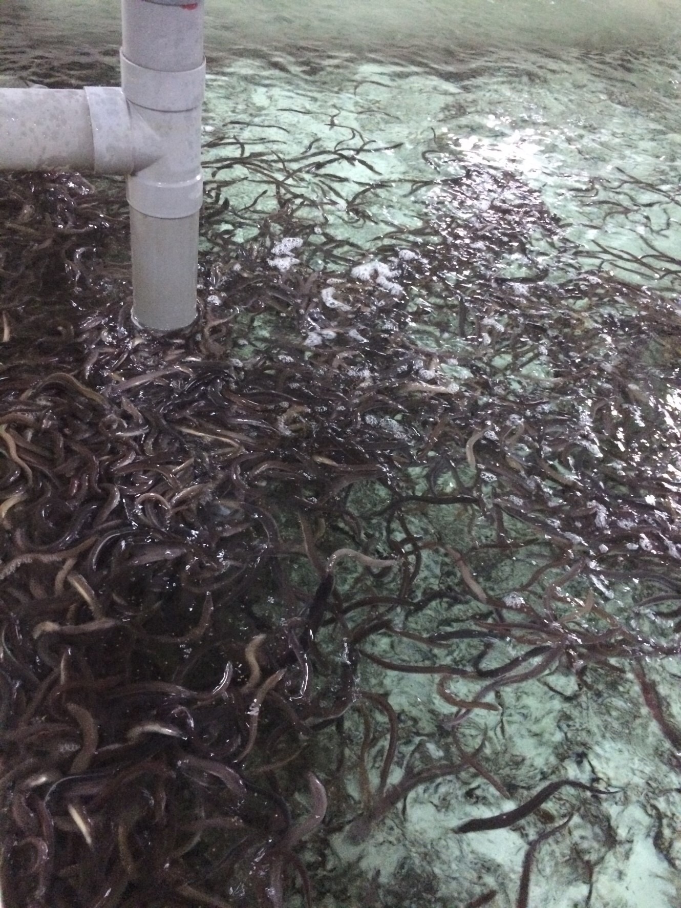 台灣鰻魚養殖與蒲燒加工供應（日本鰻・印尼鰻・美洲鰻）- 浚川國際 AQUA FISHER