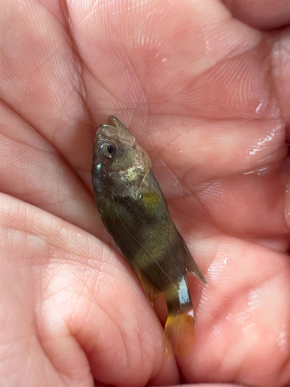 台灣石斑魚苗（龍膽石斑・龍虎斑・點帶石斑）RAS 陸上循環水養殖種苗 - 浚川國際 AQUA FISHER