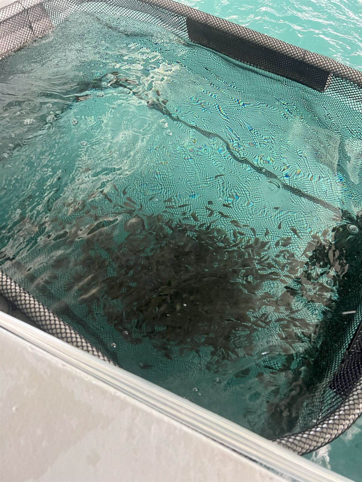 台灣石斑魚苗（龍膽石斑・龍虎斑・點帶石斑）RAS 陸上循環水養殖種苗 - 浚川國際 AQUA FISHER
