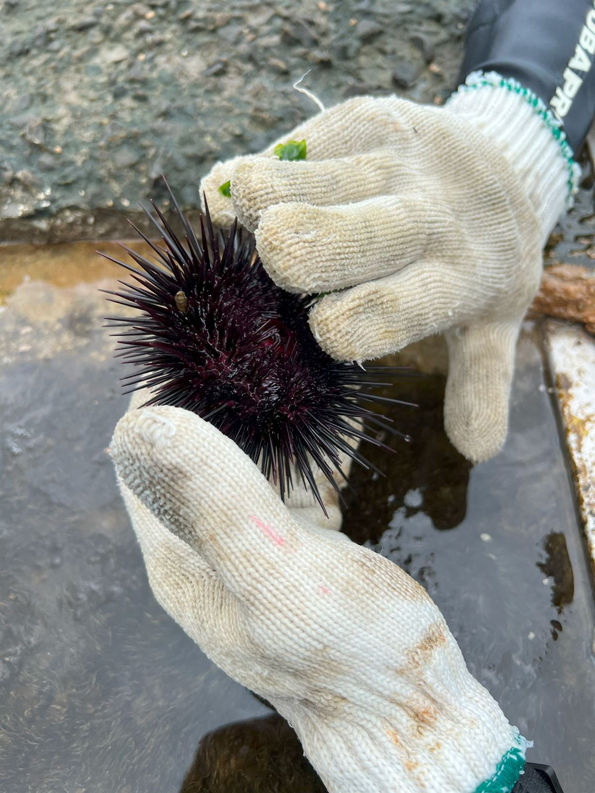 台灣海膽種苗與客製化育苗（白棘三列海膽・長海膽・紫海膽）日本市場海膽養殖 - 浚川國際 AQUA FISHER
