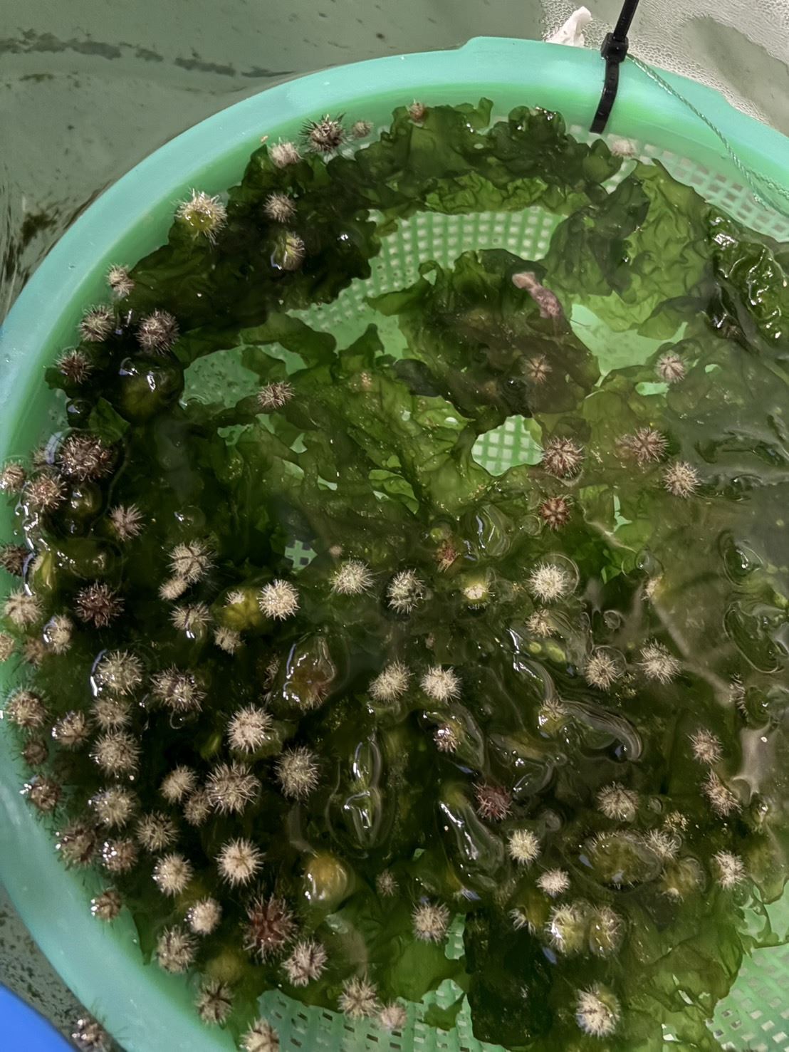 台灣海膽種苗與客製化育苗（白棘三列海膽・長海膽・紫海膽）日本市場海膽養殖 - 浚川國際 AQUA FISHER