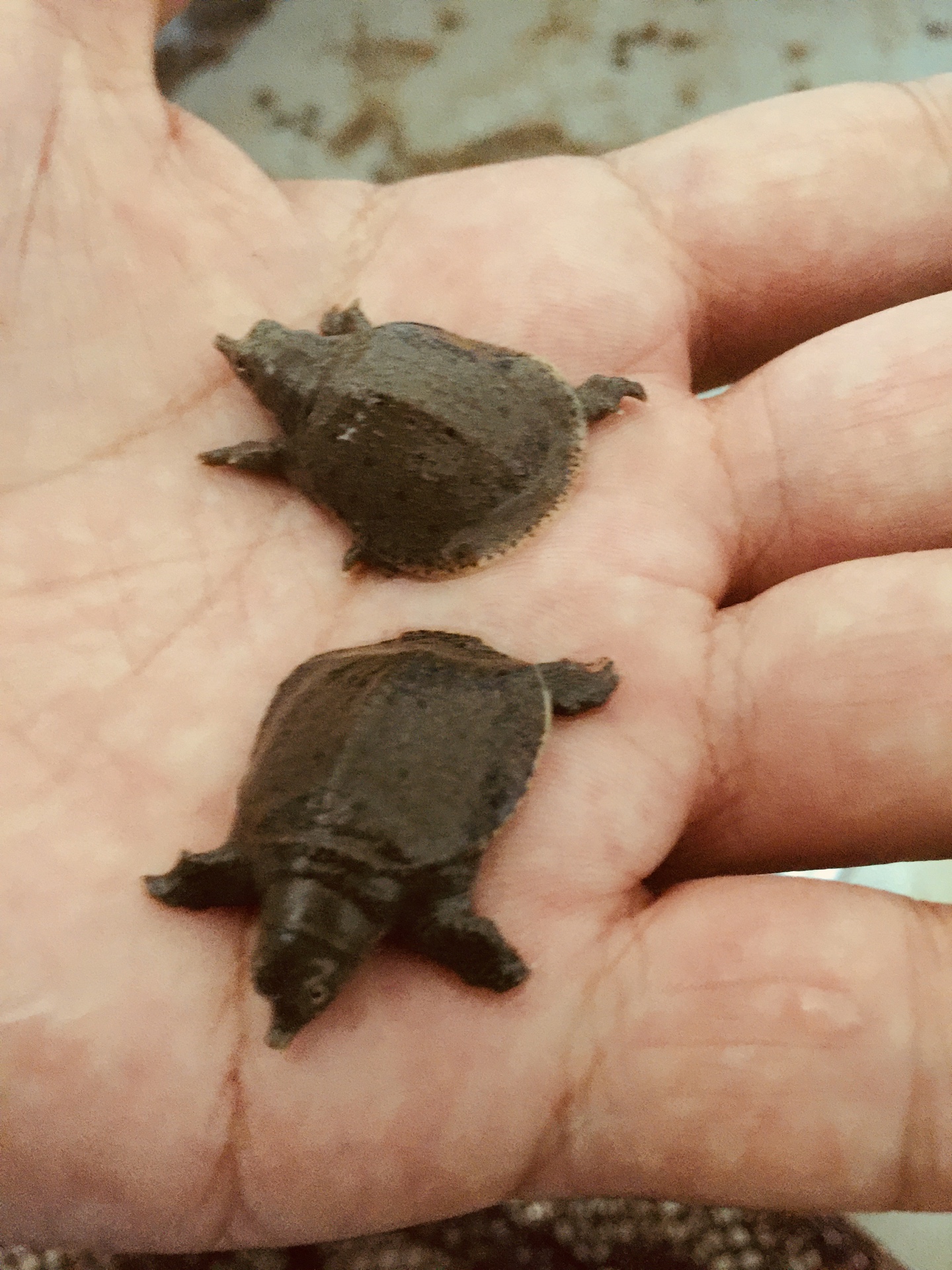Softshell turtle fry