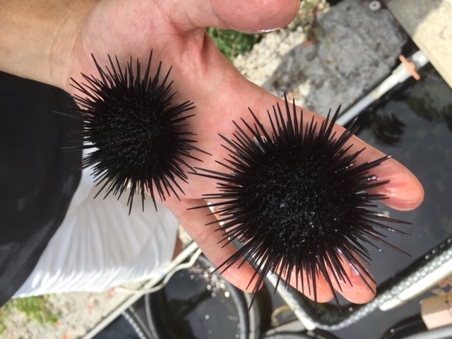 Purple Sea Urchin